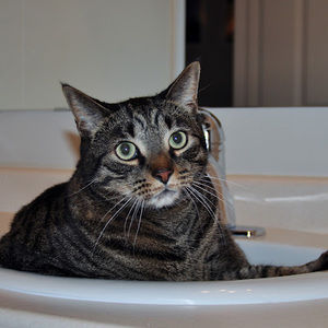 Meet your Posher, Bobo